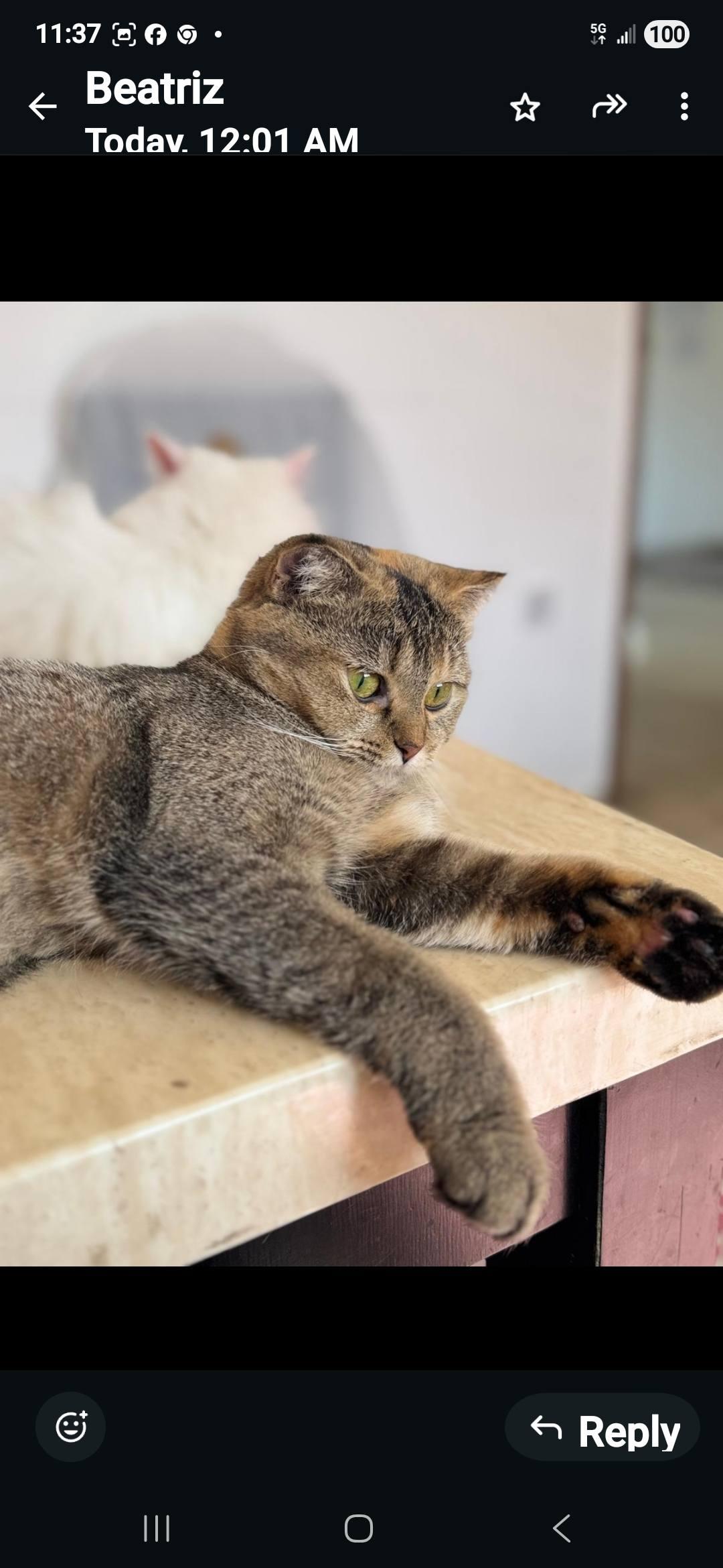Enlarge Dulce, a Adoptable Scottish Fold in Snow Hill, MD image 4/6