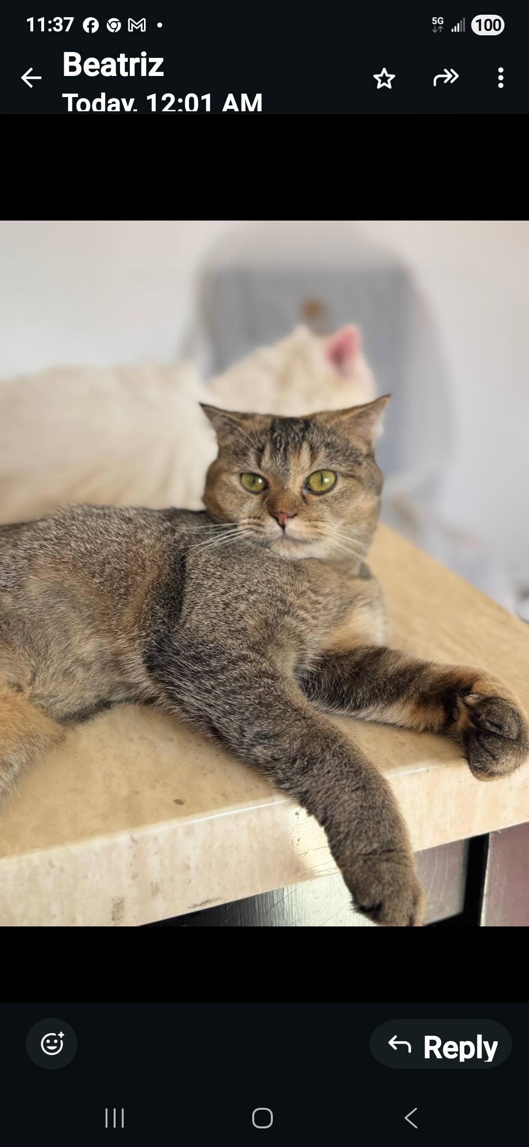 Enlarge Dulce, a Adoptable Scottish Fold in Snow Hill, MD image 5/6