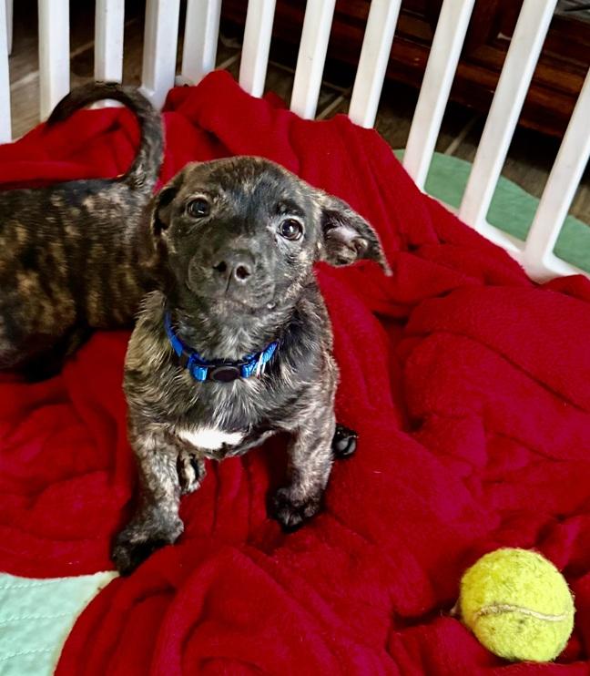 Enlarge Little Elf, an adoption pending mixed breed in Temple, TX image 3/5