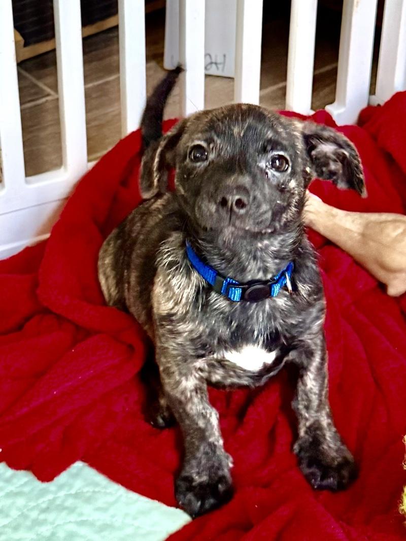 Enlarge Little Elf, an adoption pending mixed breed in Temple, TX image 5/5