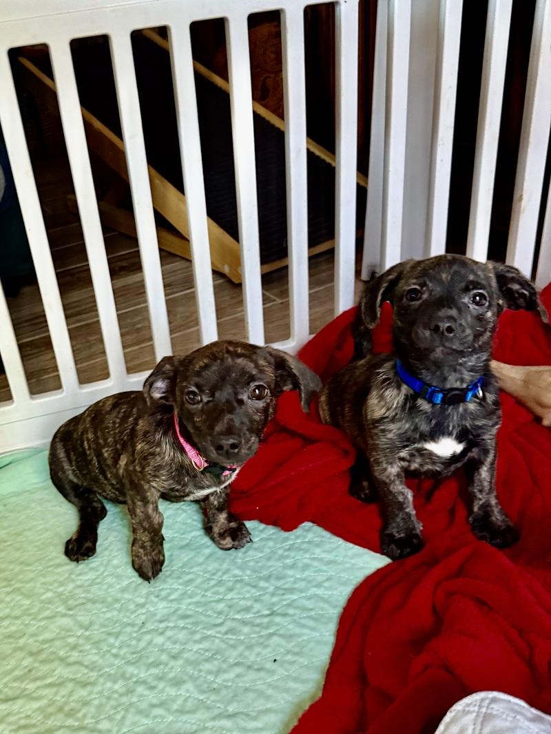 Enlarge Little Elf, an adoption pending mixed breed in Temple, TX image 2/5