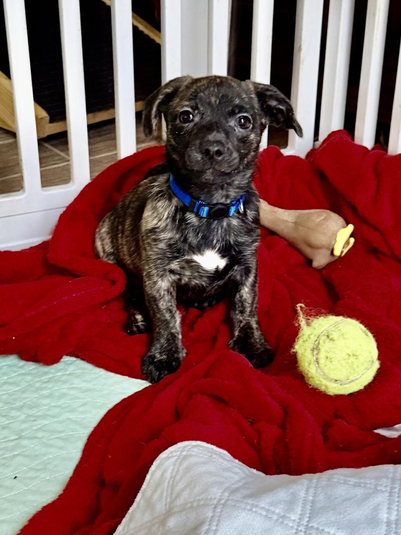 Enlarge Little Elf, an adoption pending mixed breed in Temple, TX image 4/5