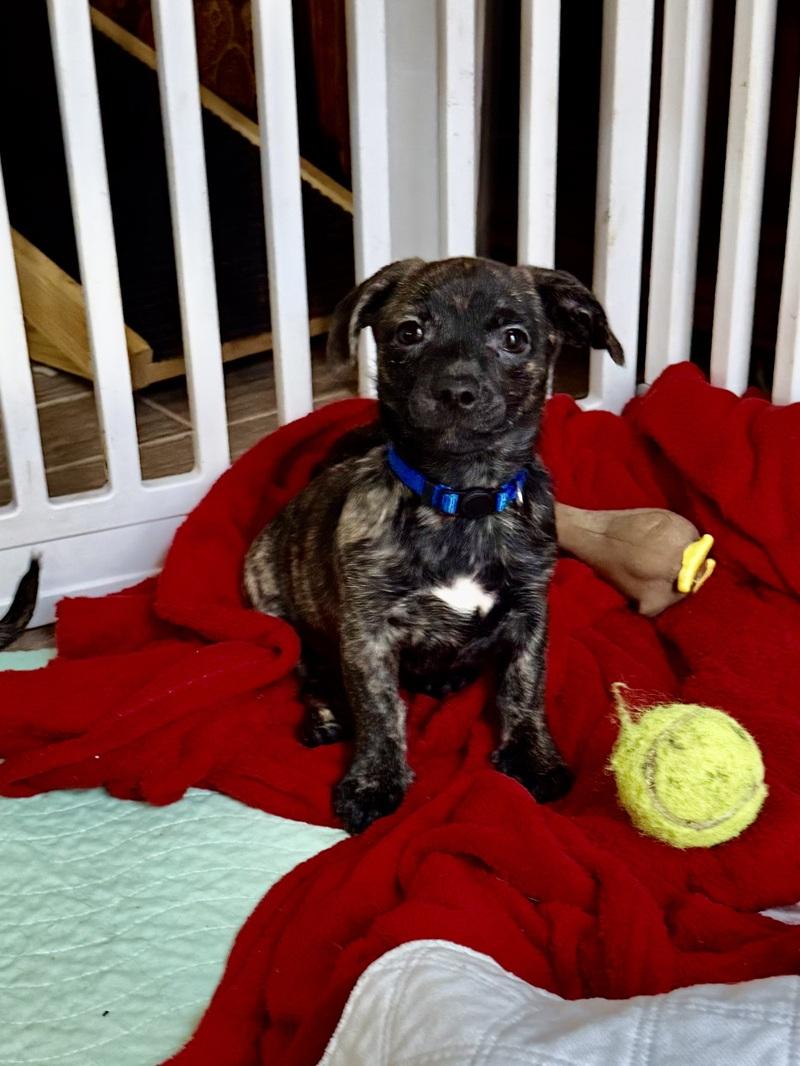 Enlarge Little Elf, an adoption pending mixed breed in Temple, TX image 1/5