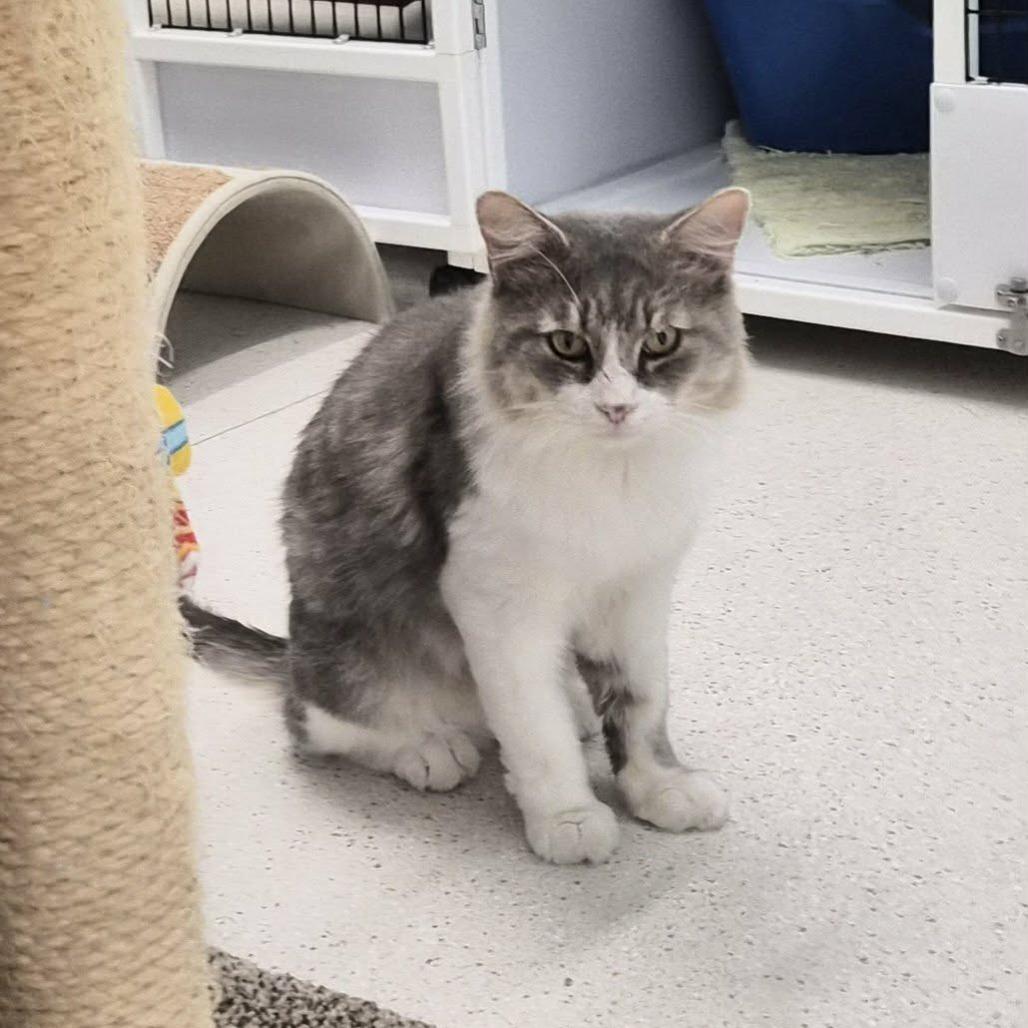 Noodle, Adoptable, Adult Male Domestic Medium Hair.