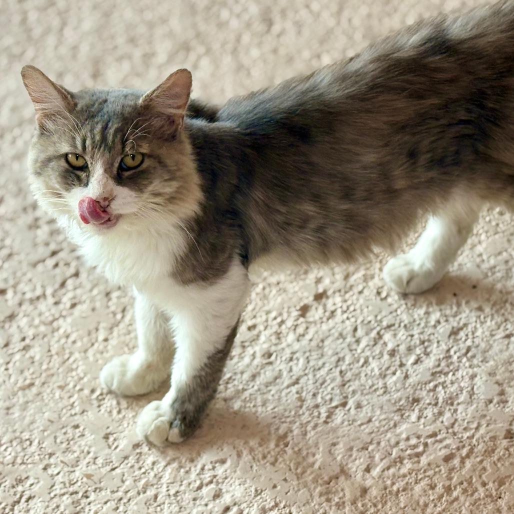 Enlarge Noodle, a Adoptable Domestic Medium Hair in Las Cruces, NM image 2/6
