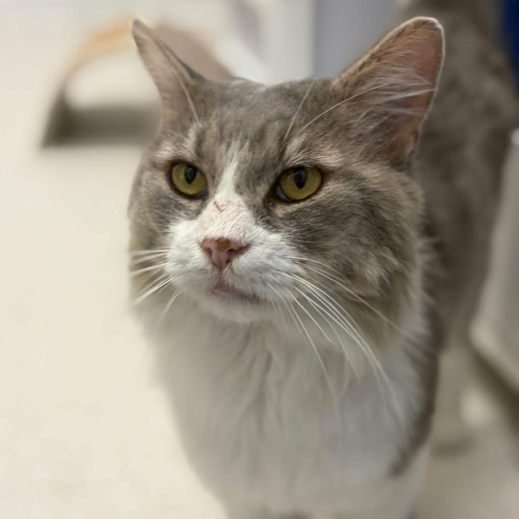 Enlarge Noodle, a Adoptable Domestic Medium Hair in Las Cruces, NM image 3/6