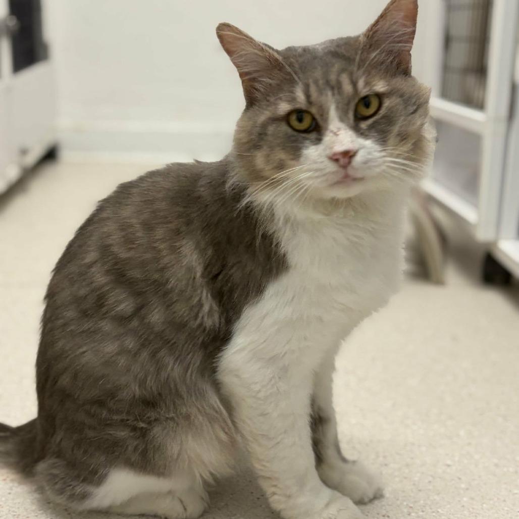 Enlarge Noodle, a Adoptable Domestic Medium Hair in Las Cruces, NM image 4/6