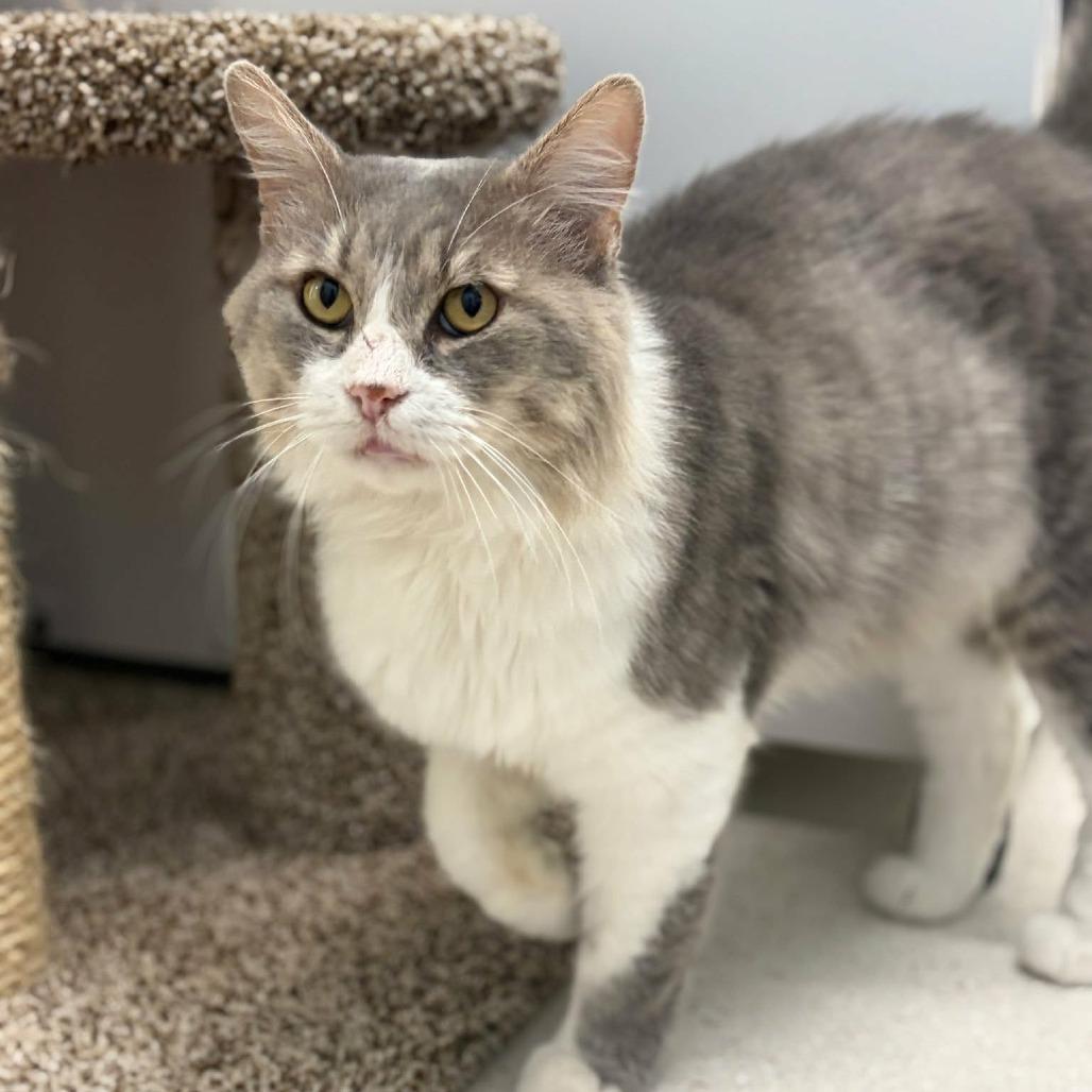 Enlarge Noodle, a Adoptable Domestic Medium Hair in Las Cruces, NM image 5/6