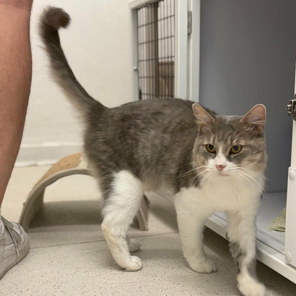 Enlarge Noodle, a Adoptable Domestic Medium Hair in Las Cruces, NM image 6/6