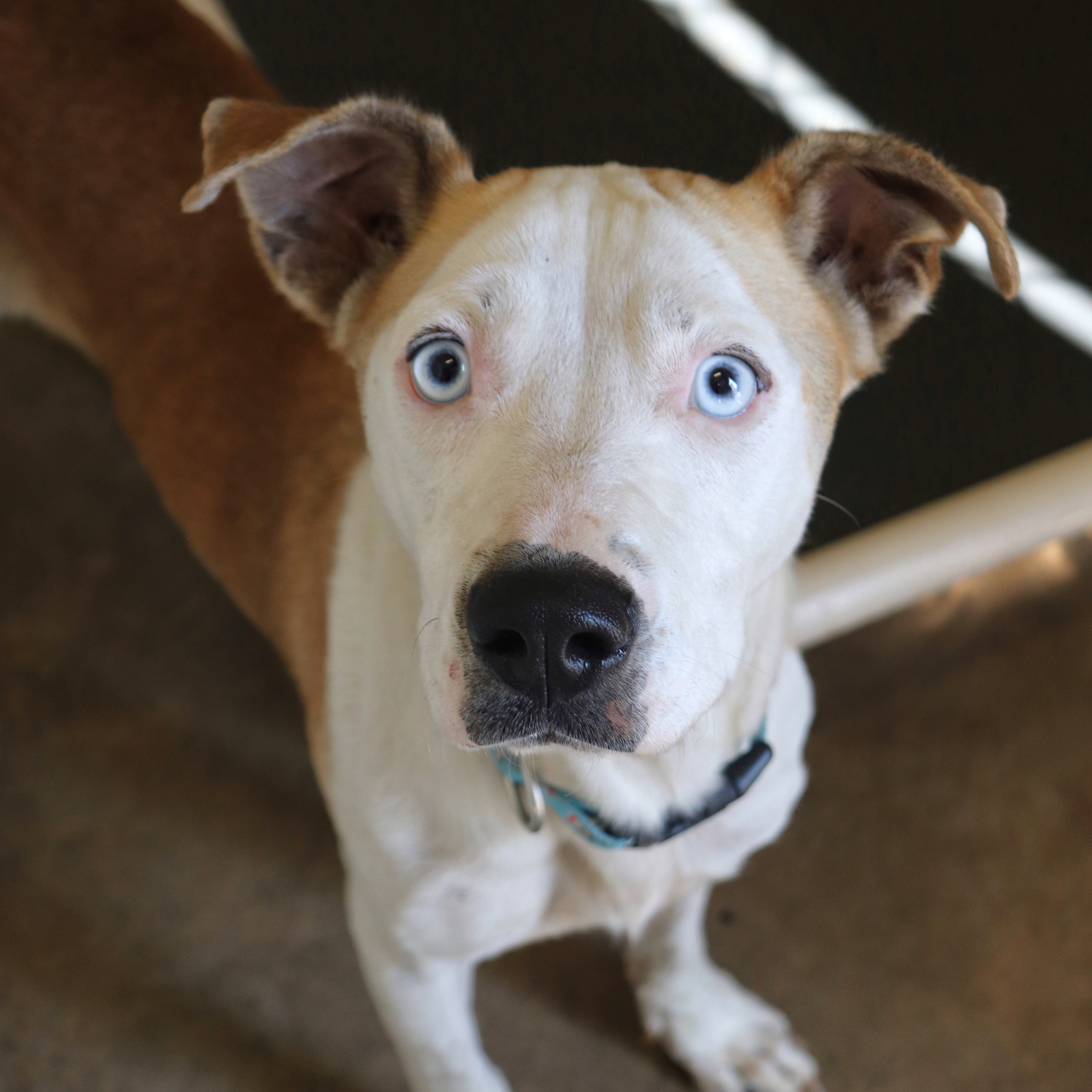 Dog for adoption Mickey, a Mixed Breed in Sherman, TX Petfinder