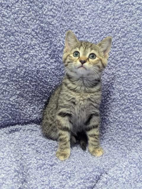 Hecate, Baby Female Domestic Short Hair