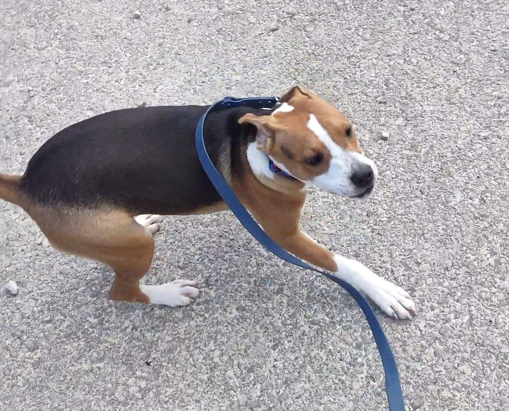 Rachel, Adopted, Puppy Female Beagle.