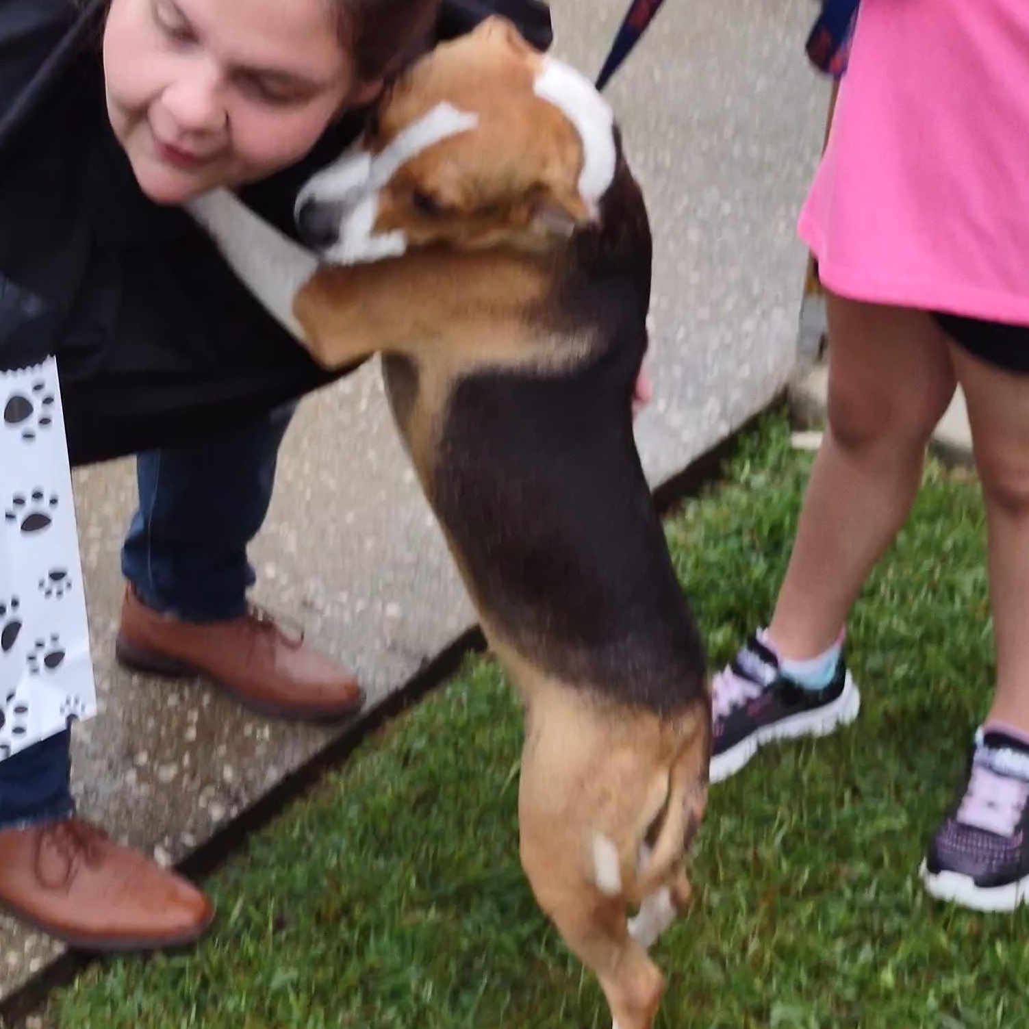 Enlarge Rachel, a Adopted mixed breed in Clay City, KY image 3/4