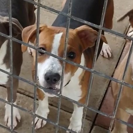 Enlarge Rachel, a Adopted mixed breed in Clay City, KY image 2/4