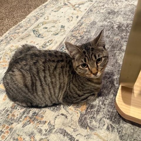 Enlarge Amber, a Adoptable Domestic Short Hair in Vallejo, CA image 1/2