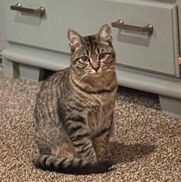 Enlarge Amber, a Adoptable Domestic Short Hair in Vallejo, CA image 2/2