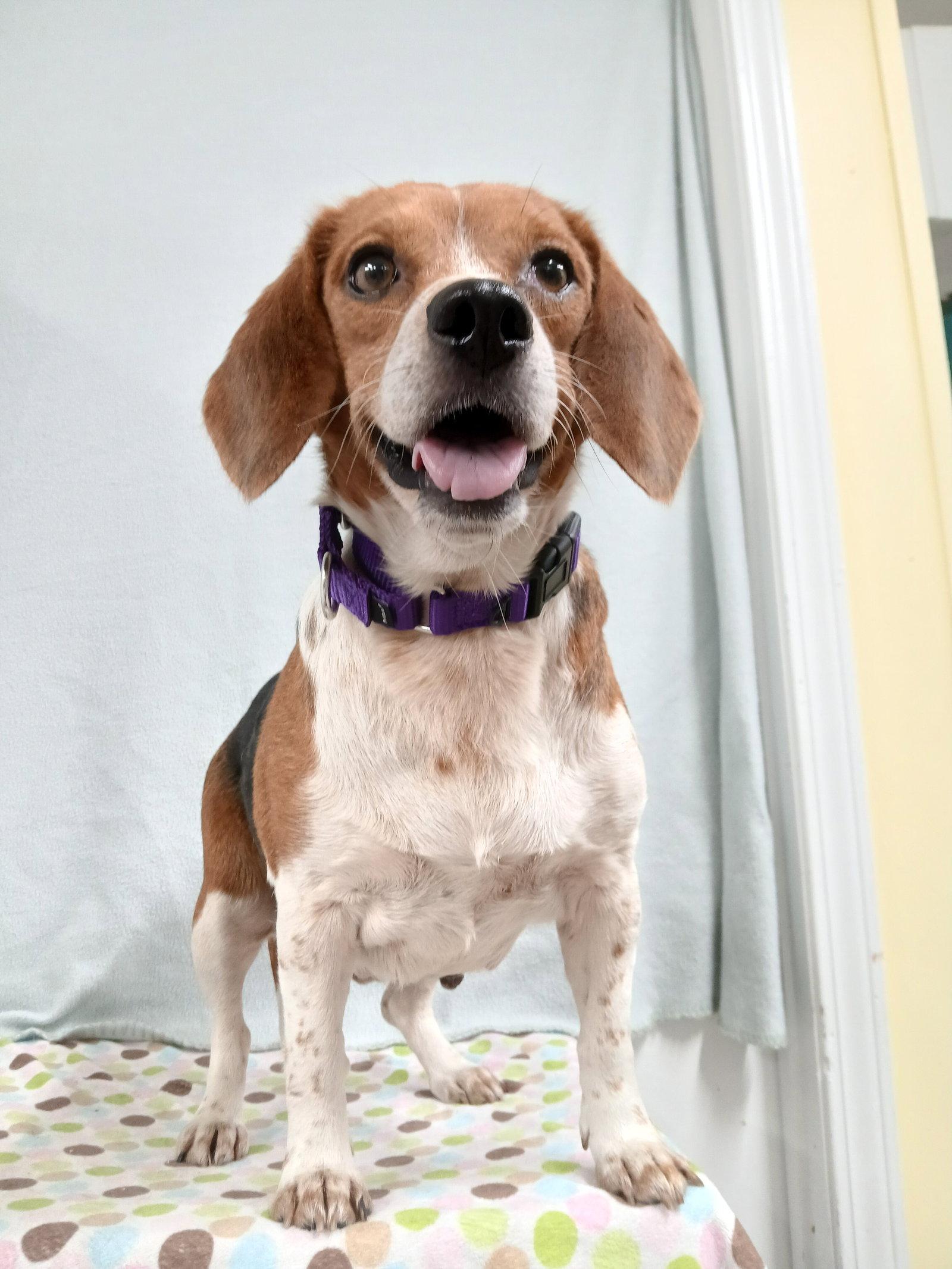 Pixie, Adoptable, Young Female Beagle.