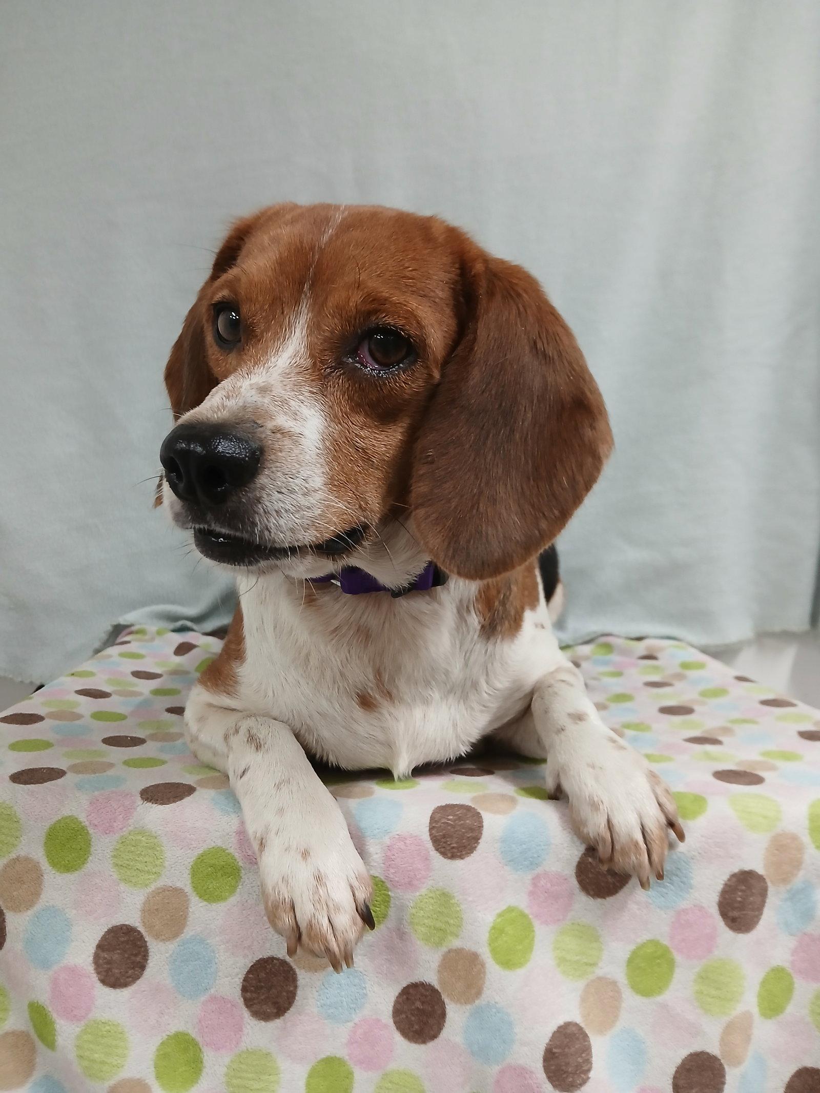 Enlarge Pixie, a Adoptable Beagle in Winton, NC image 2/3