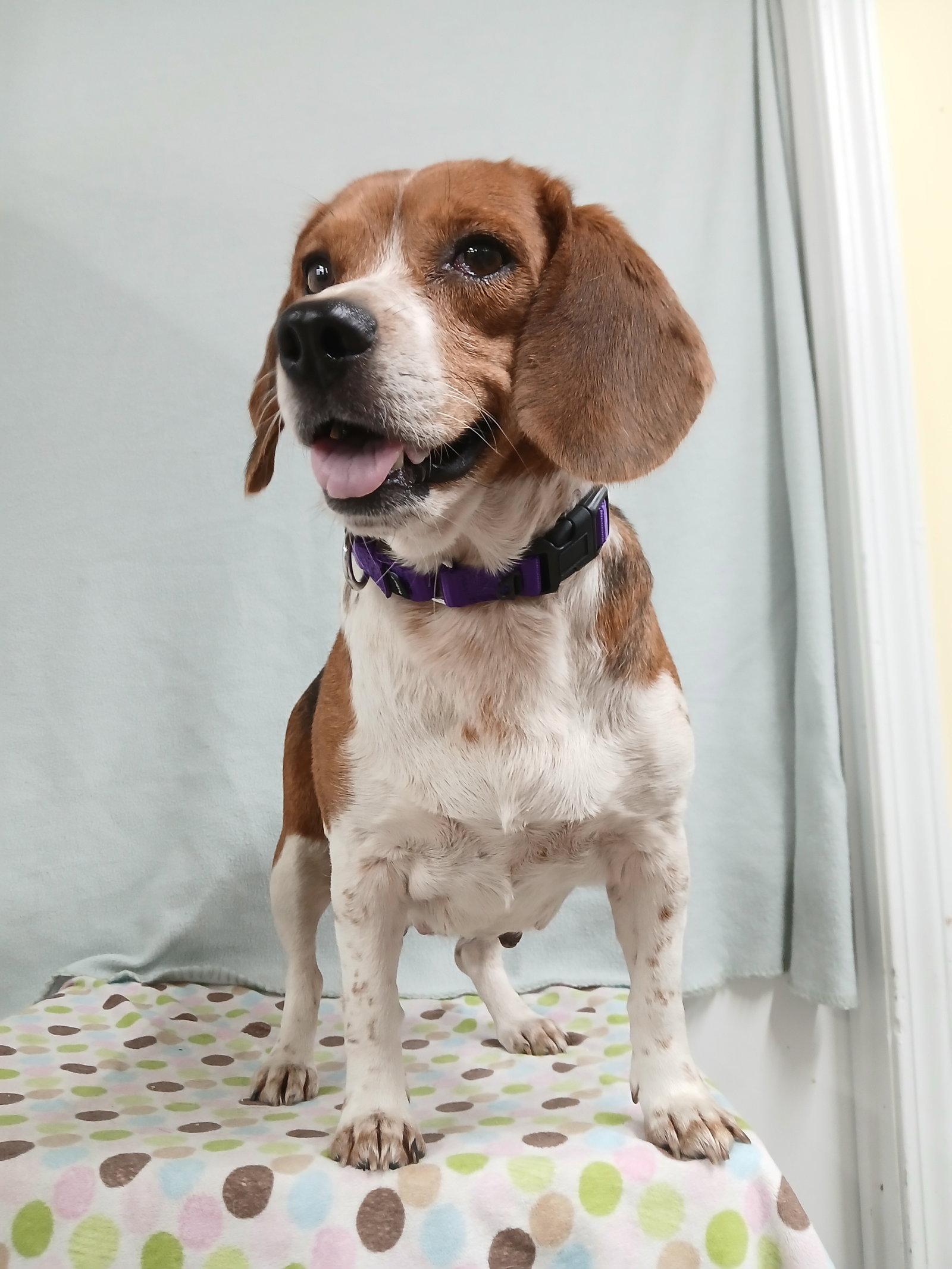 Enlarge Pixie, a Adoptable Beagle in Winton, NC image 3/3