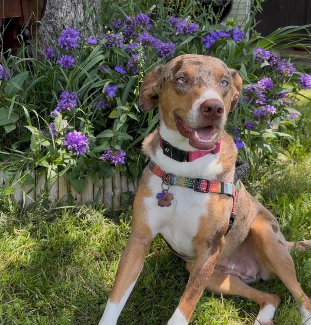 Honey , adoptable, Young Female Catahoula Leopard Dog.