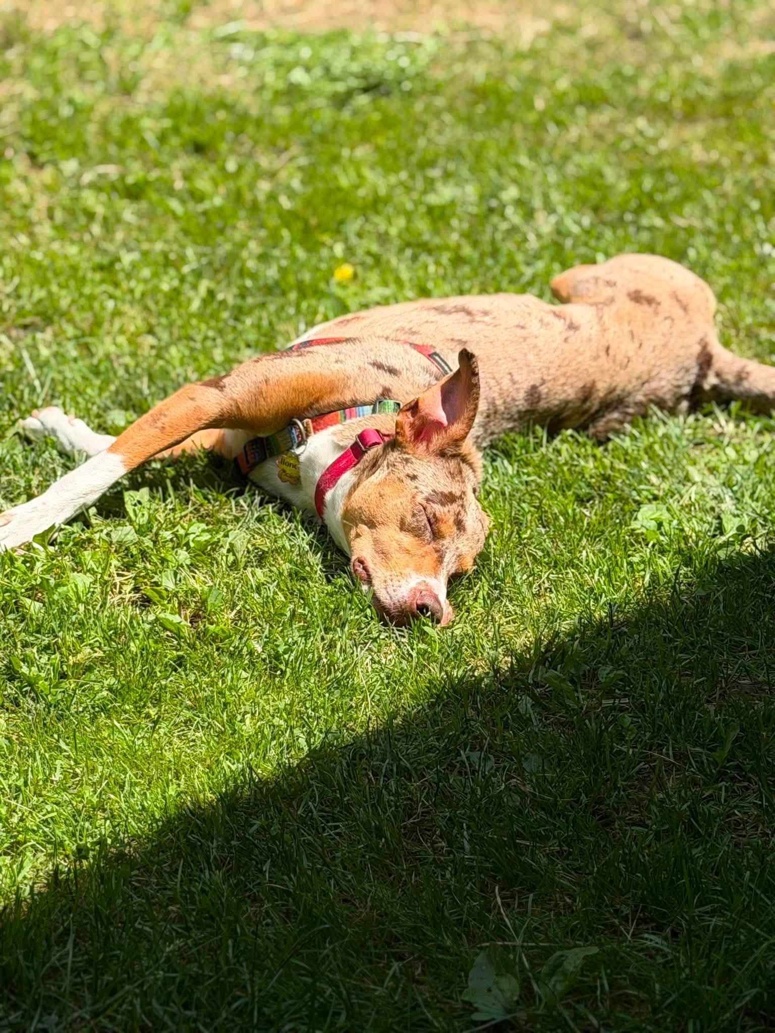 Enlarge Honey , an adoptable mixed breed in Argyle, NY image 5/6