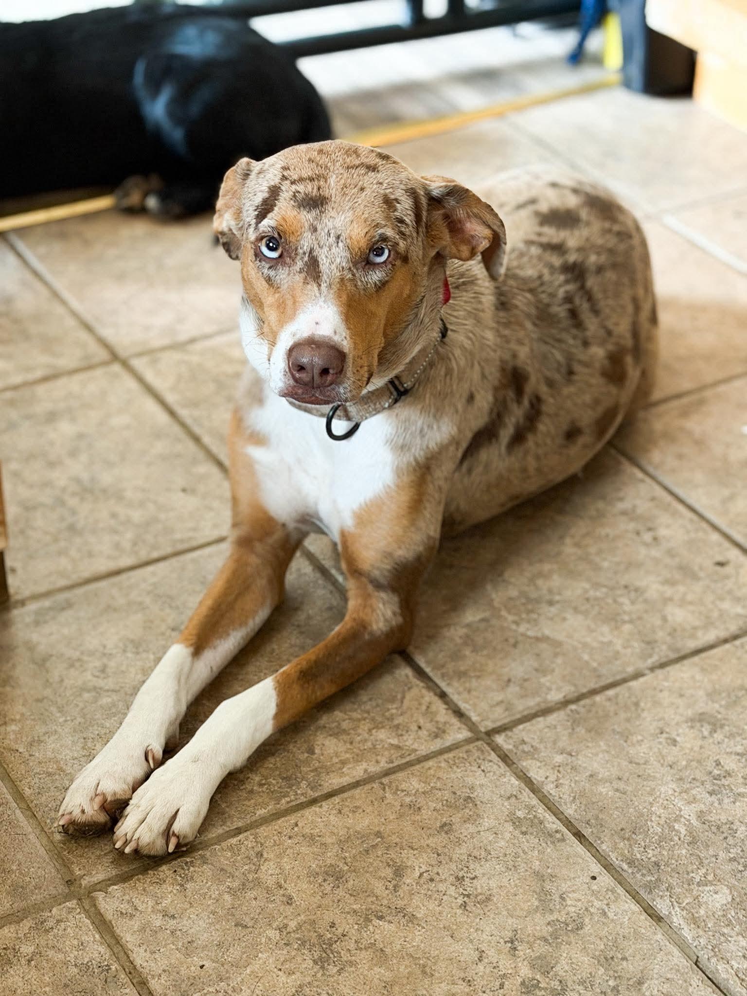Enlarge Honey , an adopted Mixed Breed in Argyle, NY image 2/6