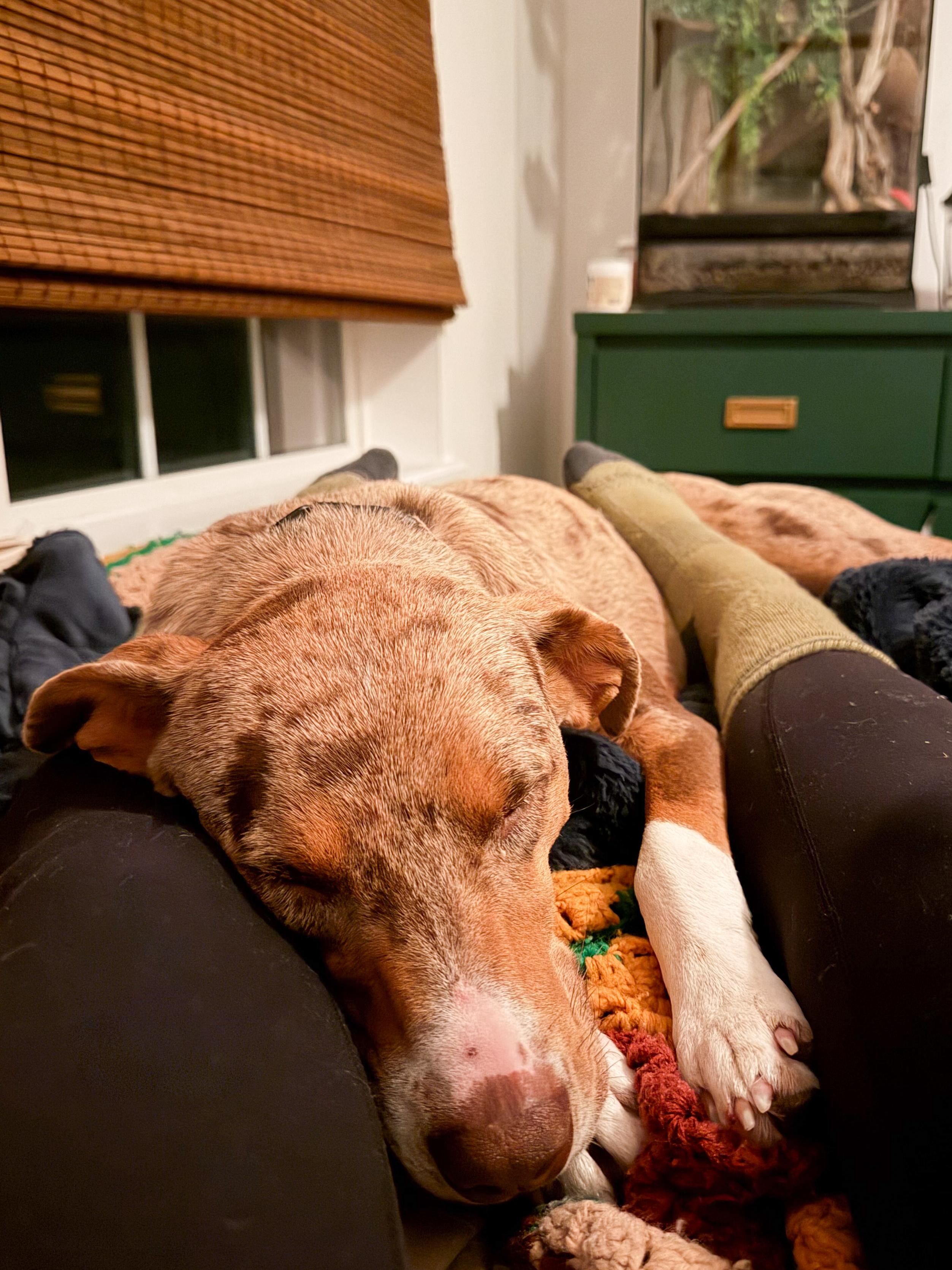 Enlarge Honey , an adopted Mixed Breed in Argyle, NY image 5/6