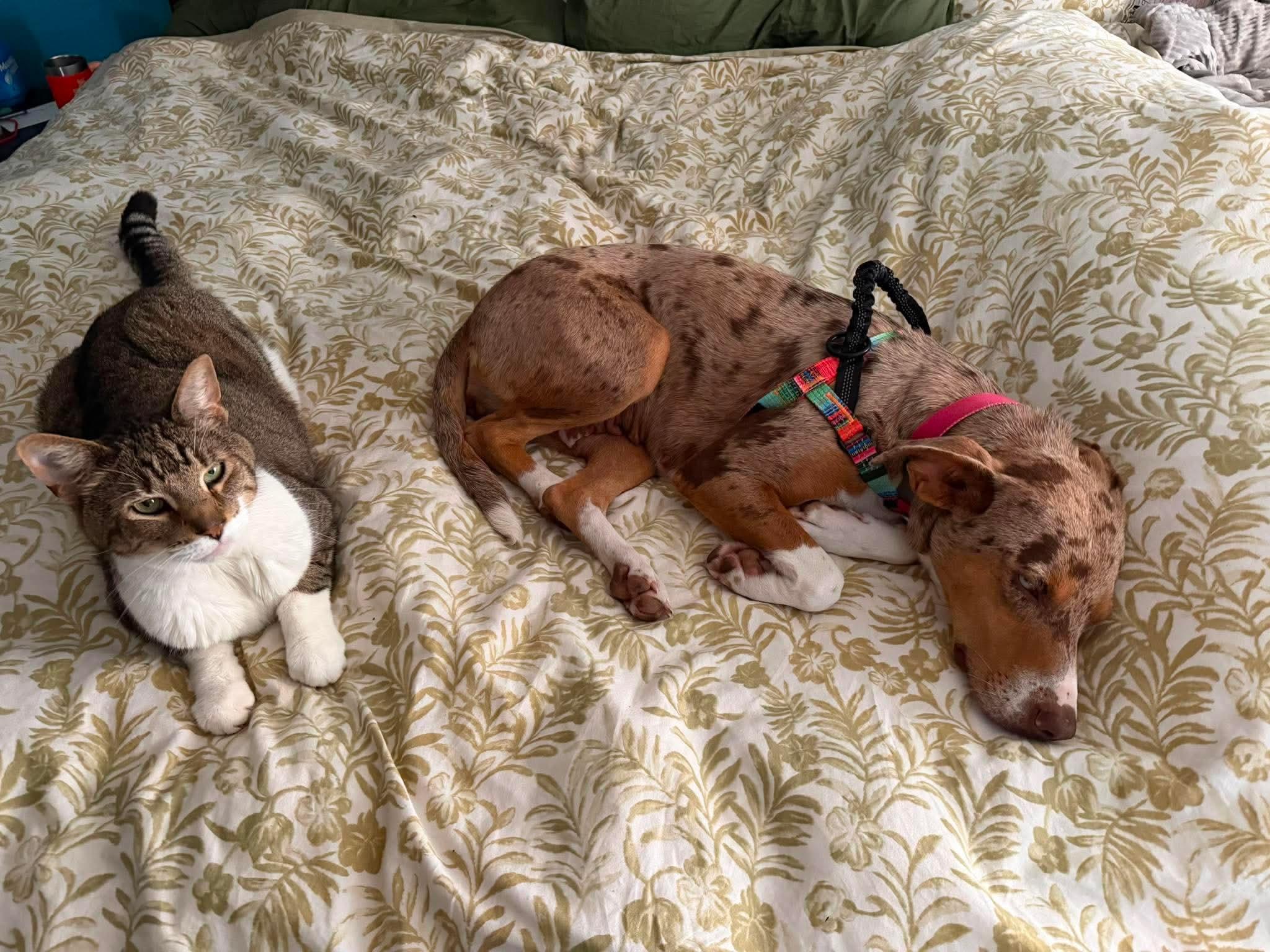 Enlarge Honey , an adoptable mixed breed in Argyle, NY image 6/6