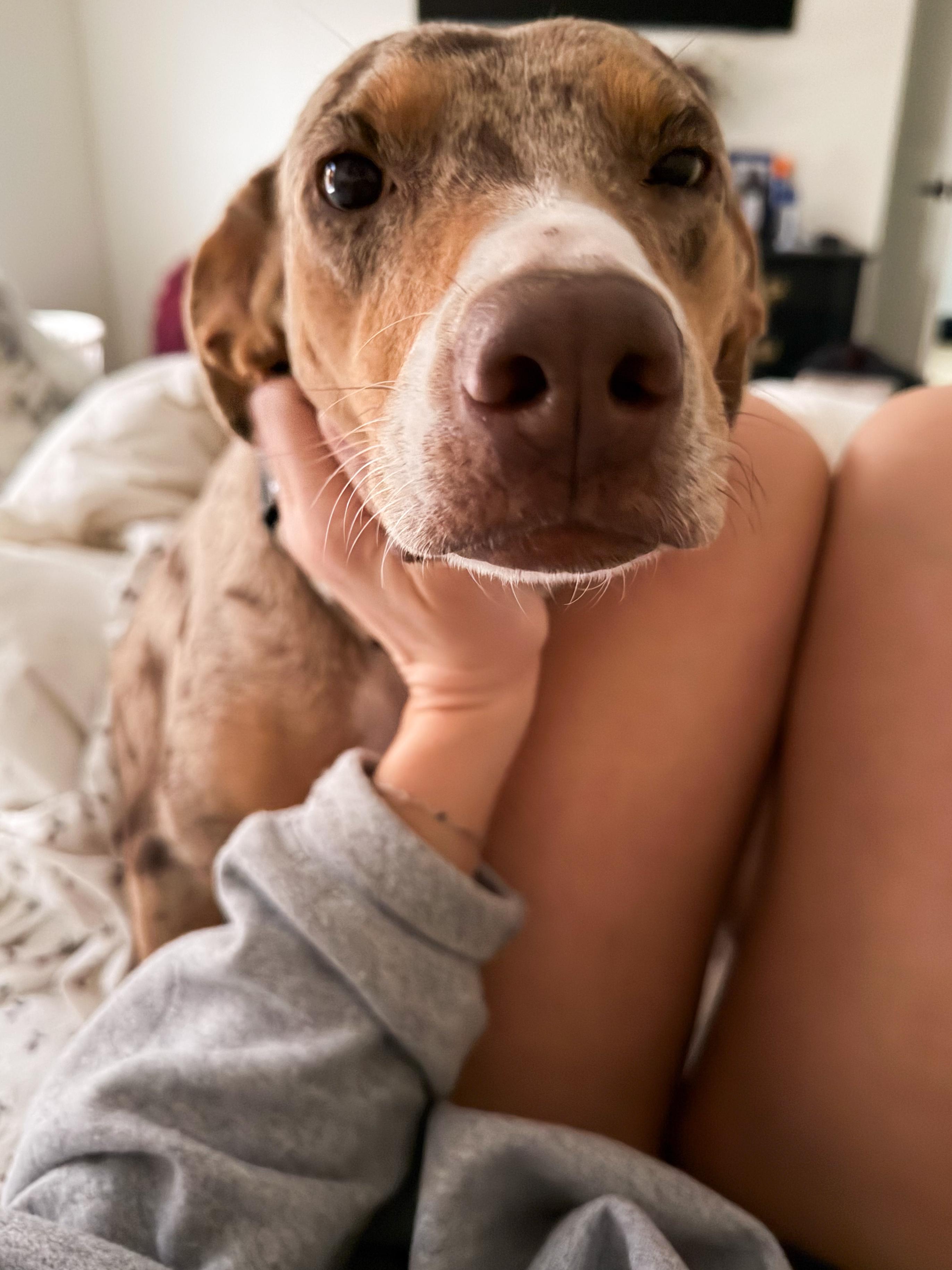 Enlarge Honey , an adopted Mixed Breed in Argyle, NY image 4/6