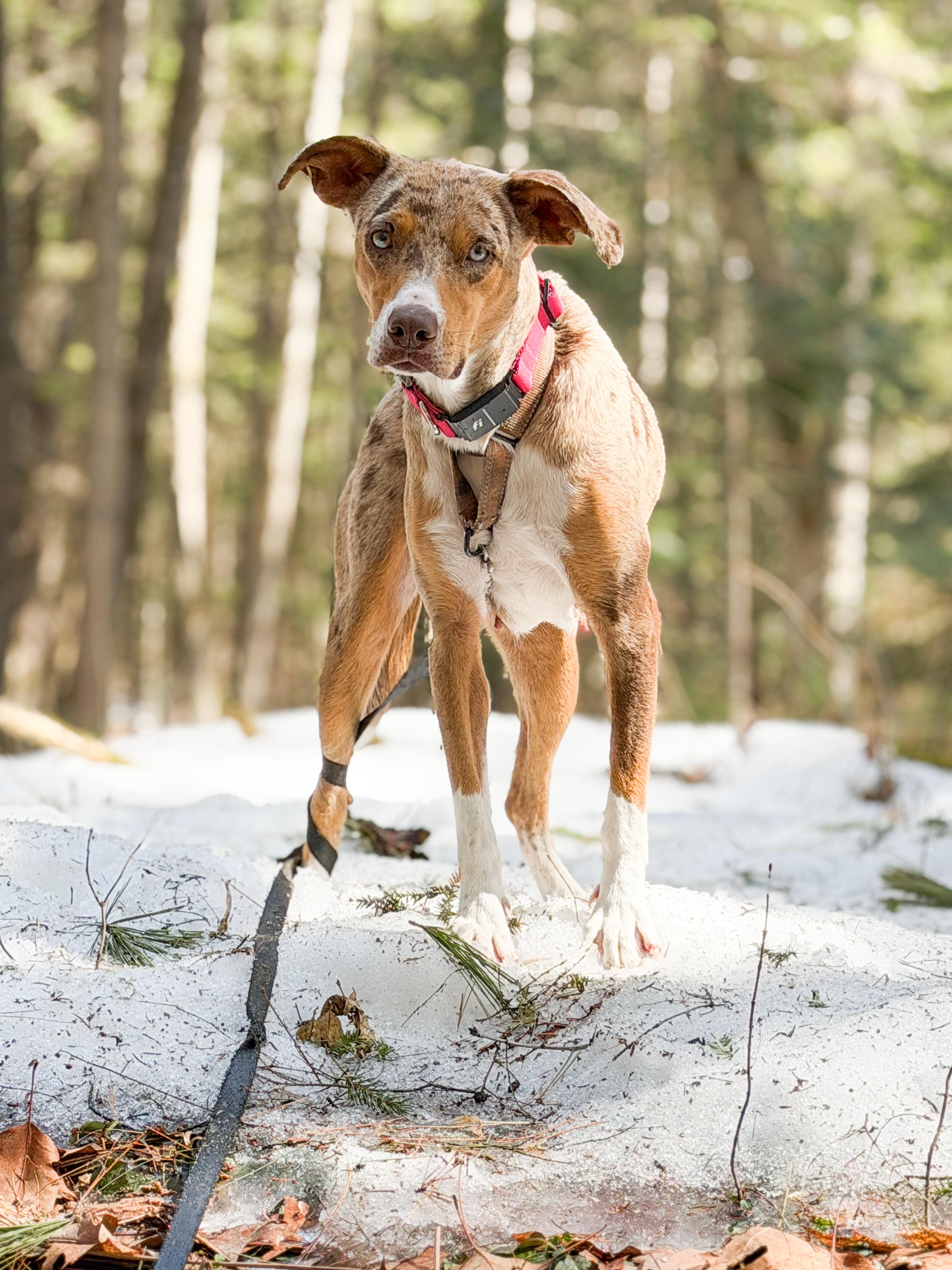 Enlarge Honey , an adopted Mixed Breed in Argyle, NY image 3/6