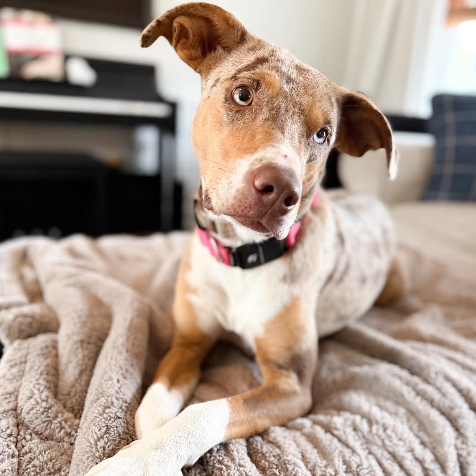Enlarge Honey , an adopted Mixed Breed in Argyle, NY image 1/6
