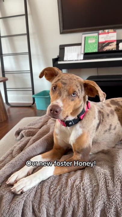 Enlarge Honey , an adopted Mixed Breed in Argyle, NY video 6/6