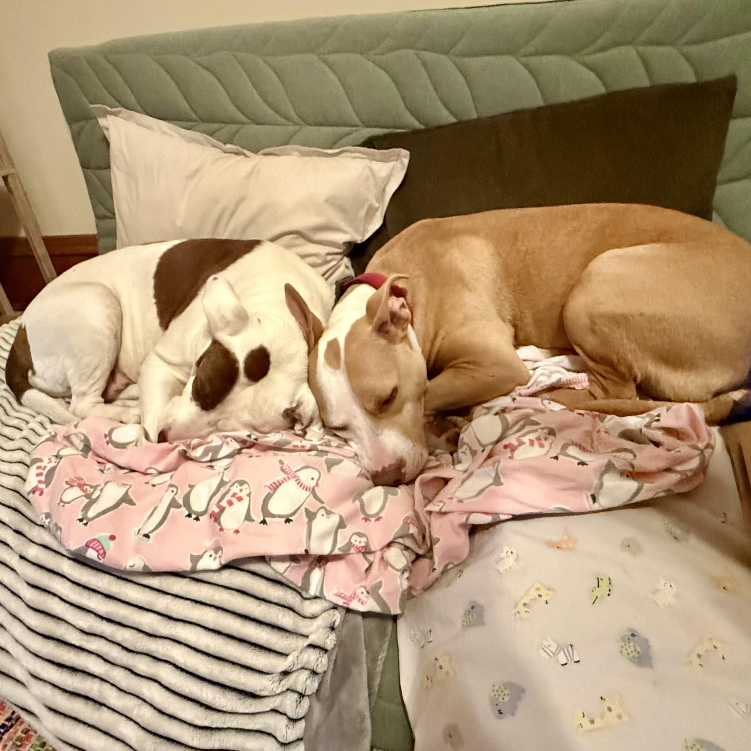 Enlarge Poppi, a ADOPTABLE Pit Bull Terrier in Prior Lake, MN image 6/6