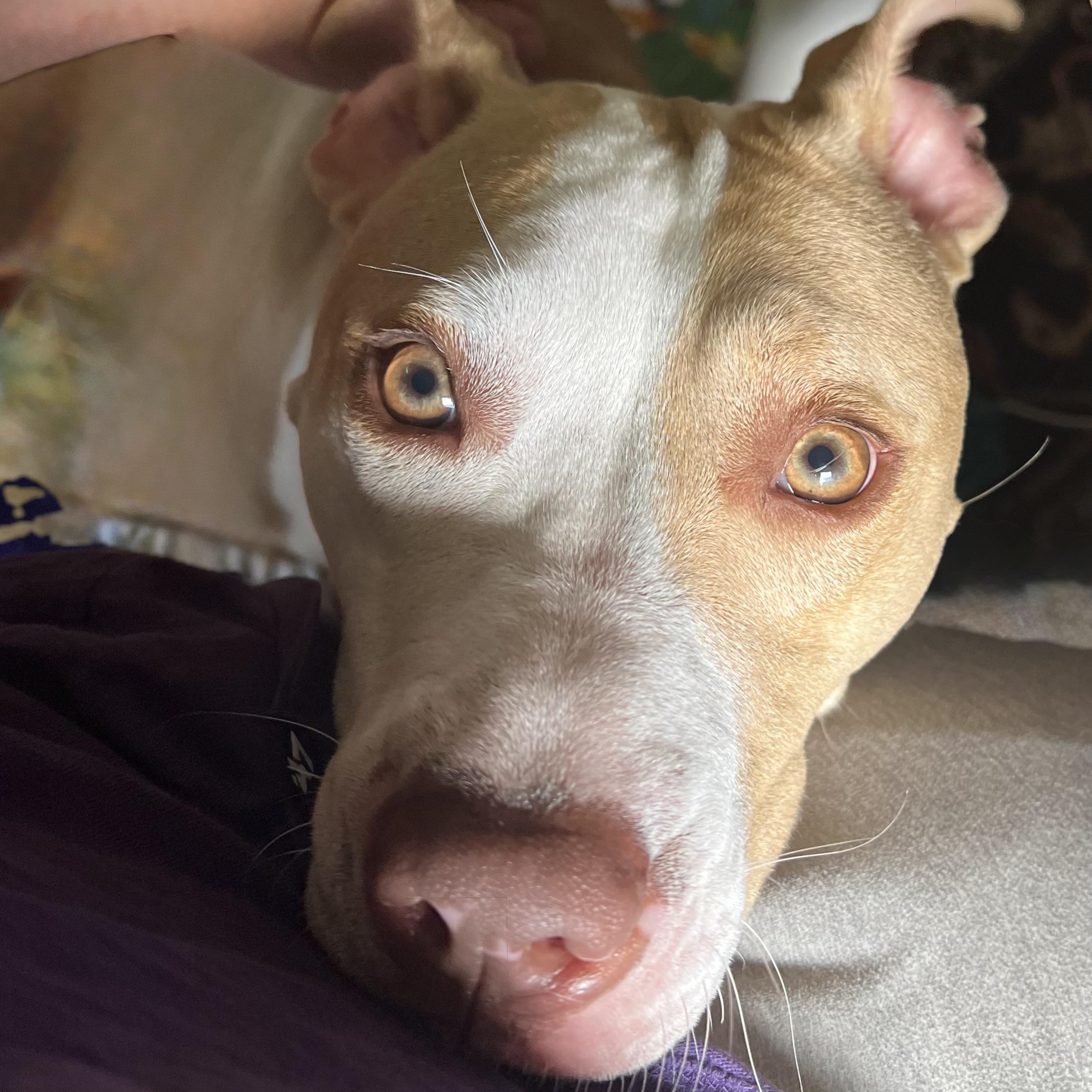 Enlarge Poppi, a ADOPTABLE Pit Bull Terrier in Prior Lake, MN image 5/6