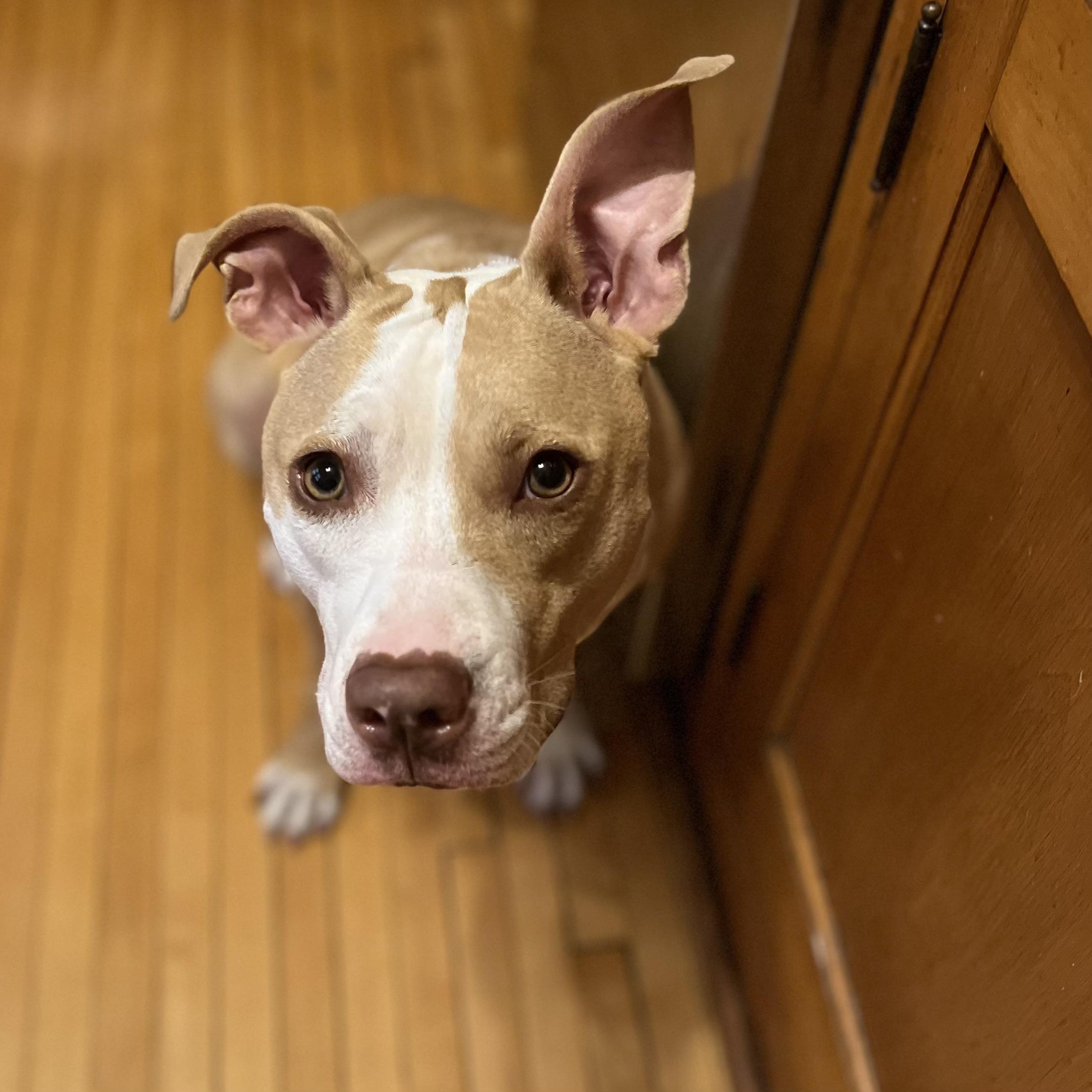 Enlarge Poppi, a ADOPTABLE Pit Bull Terrier in Prior Lake, MN image 2/6