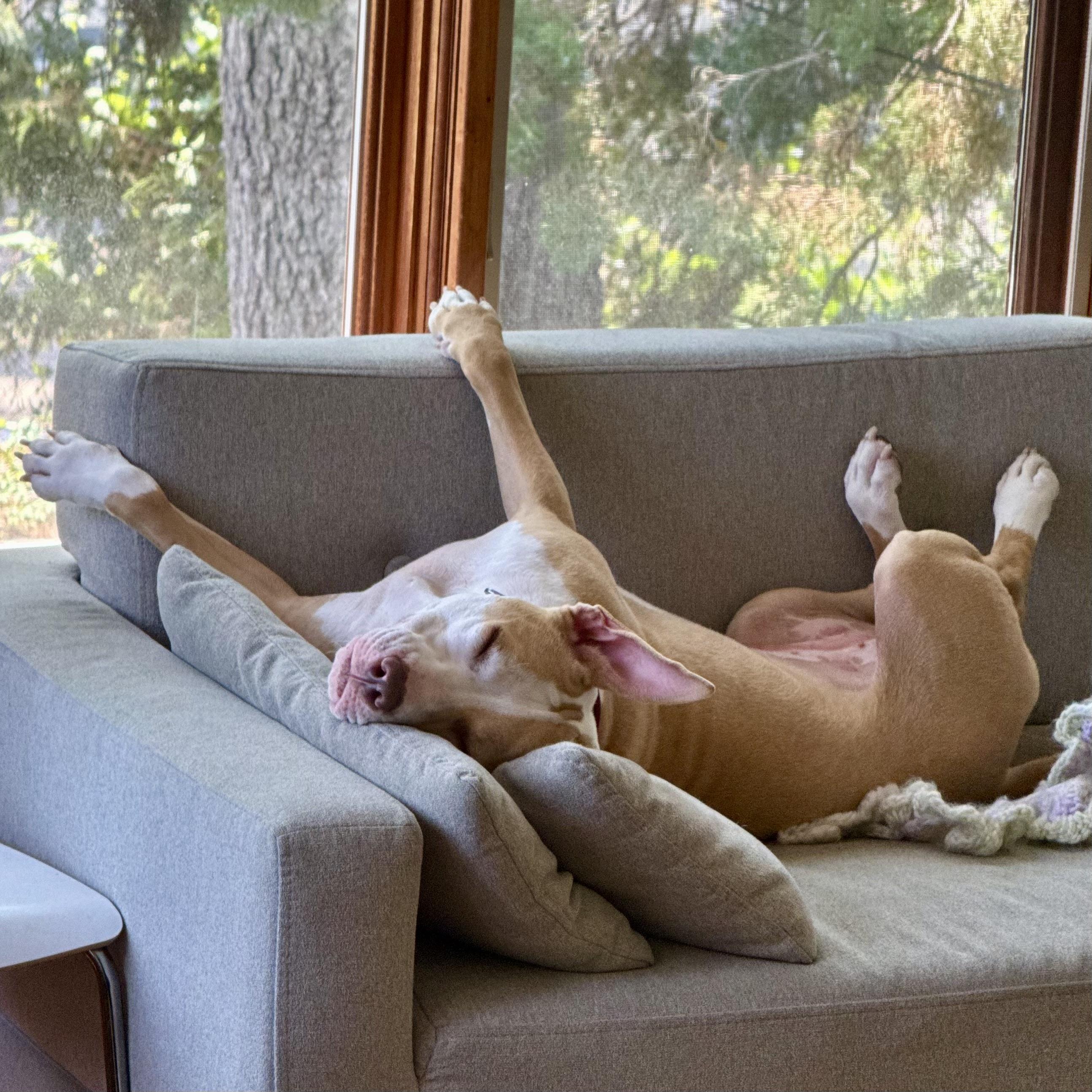 Enlarge Poppi, a ADOPTABLE Pit Bull Terrier in Prior Lake, MN image 4/6