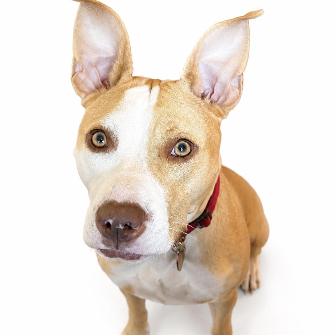 Enlarge Poppi, a ADOPTABLE Pit Bull Terrier in Prior Lake, MN image 1/6