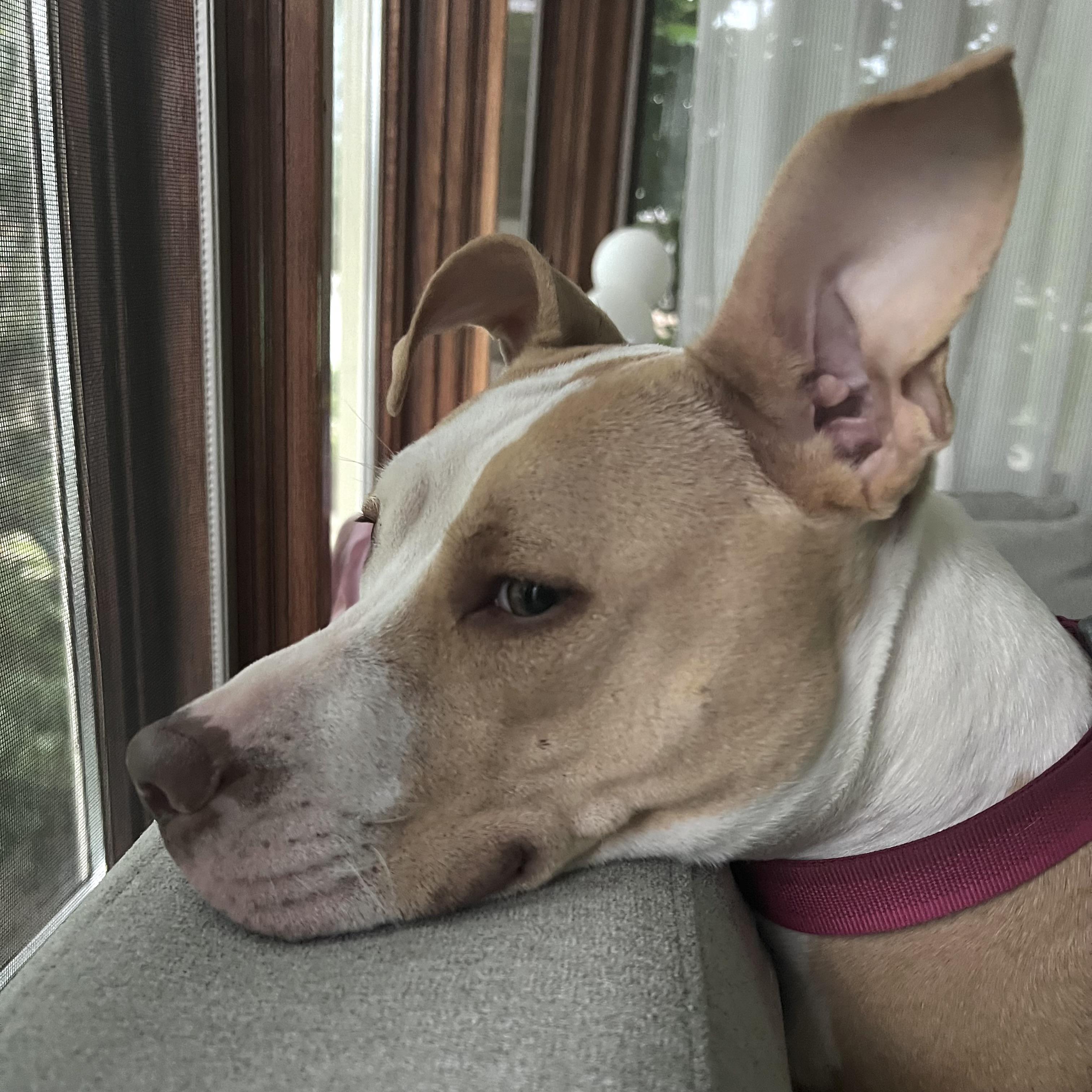 Enlarge Poppi, a ADOPTABLE Pit Bull Terrier in Prior Lake, MN image 3/6
