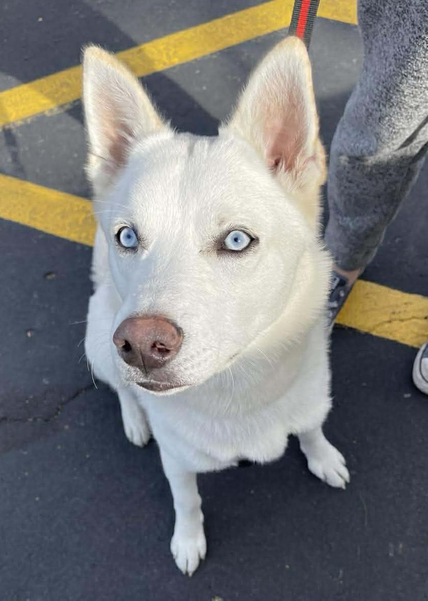 Enlarge Dash, a ADOPTABLE mixed breed in Scottsdale, AZ image 1/6