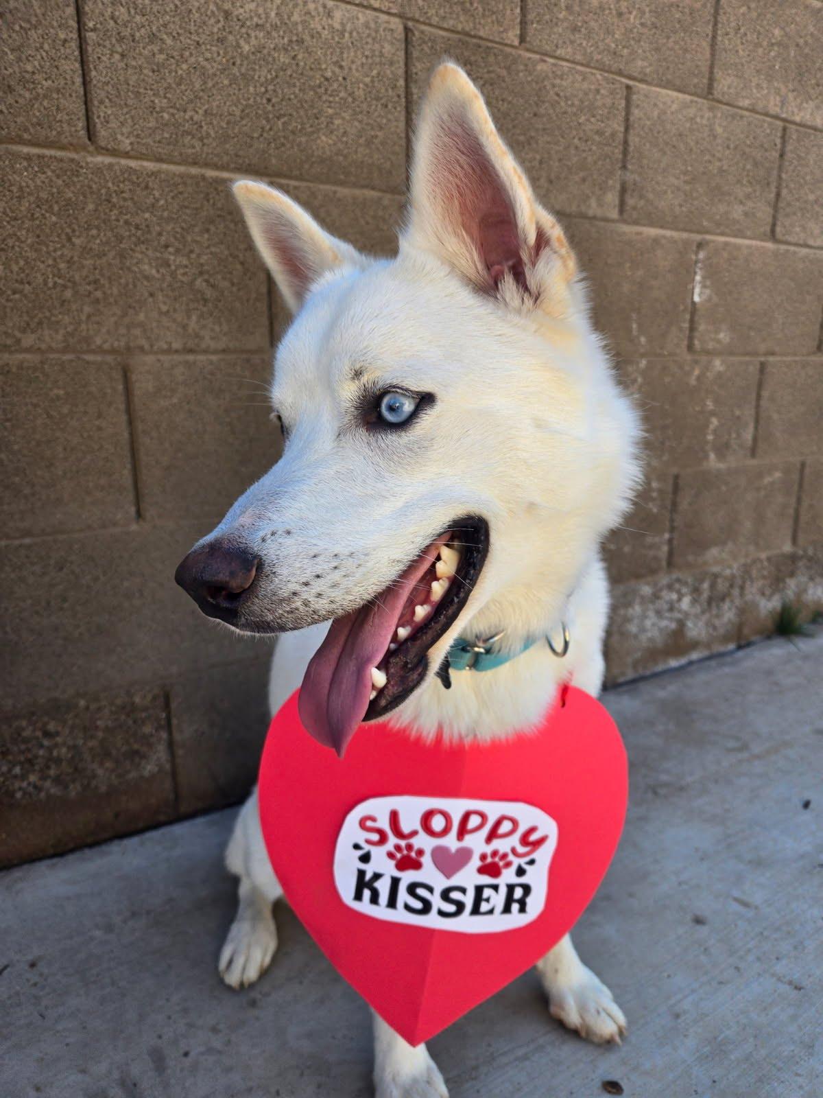 Enlarge Dash, a ADOPTABLE mixed breed in Scottsdale, AZ image 6/6