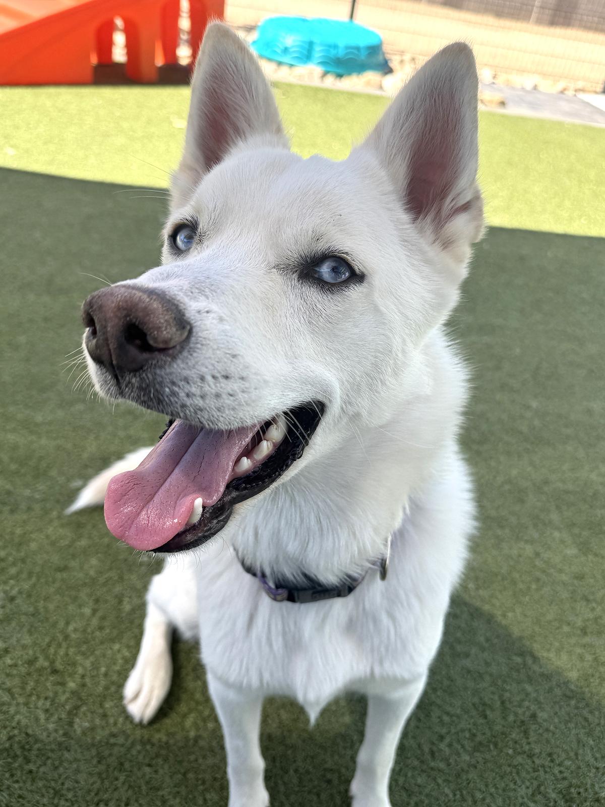 Enlarge Dash, a ADOPTABLE mixed breed in Scottsdale, AZ image 4/6
