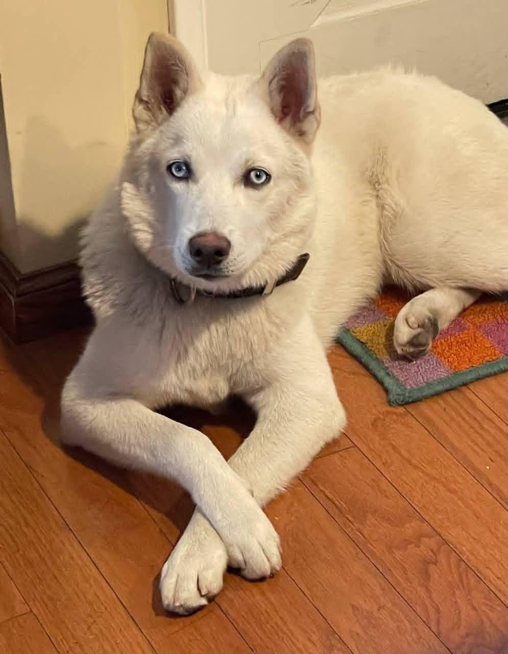 Enlarge Dash, a ADOPTABLE mixed breed in Scottsdale, AZ image 5/6