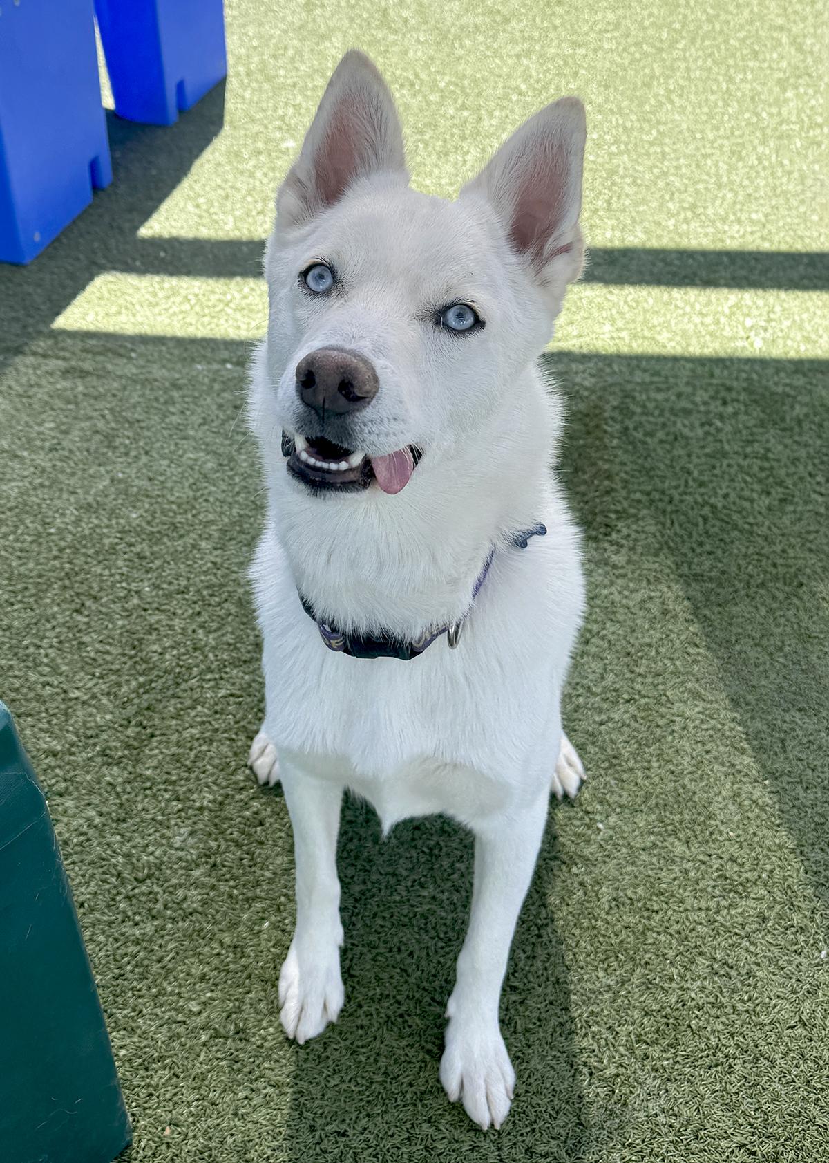 Enlarge Dash, a ADOPTABLE mixed breed in Scottsdale, AZ image 2/6