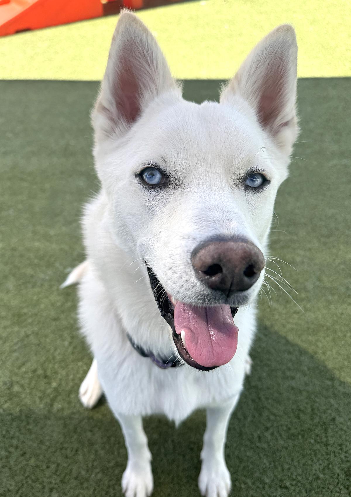 Enlarge Dash, a ADOPTABLE mixed breed in Scottsdale, AZ image 3/6
