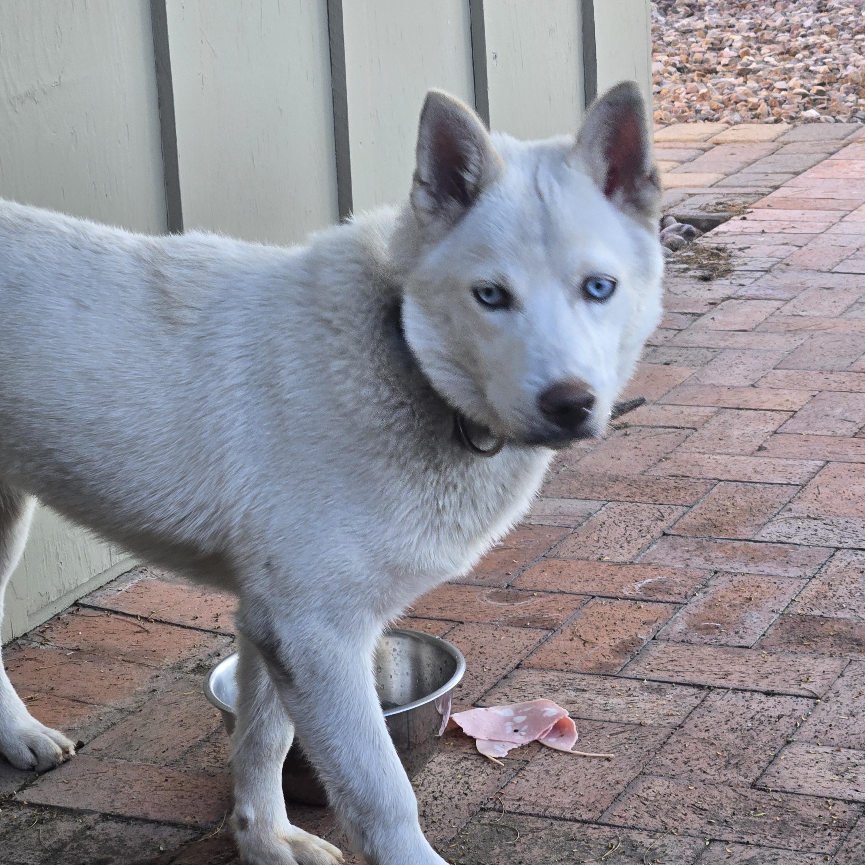 Enlarge Dash, a ADOPTABLE mixed breed in Scottsdale, AZ image 6/6