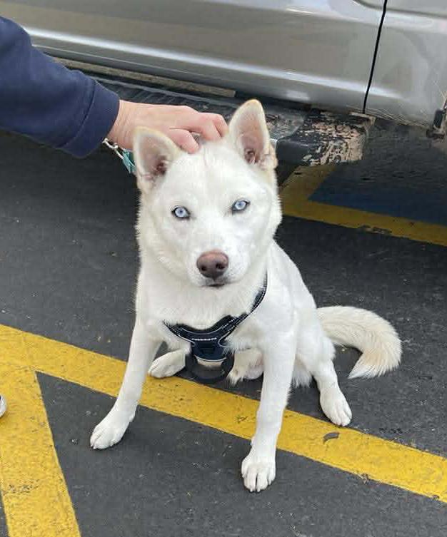 Enlarge Dash, a ADOPTABLE mixed breed in Scottsdale, AZ image 4/6