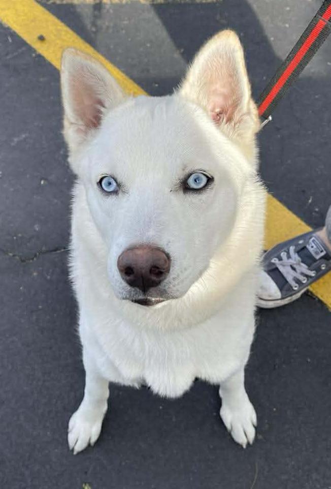 Enlarge Dash, a ADOPTABLE mixed breed in Scottsdale, AZ image 3/6