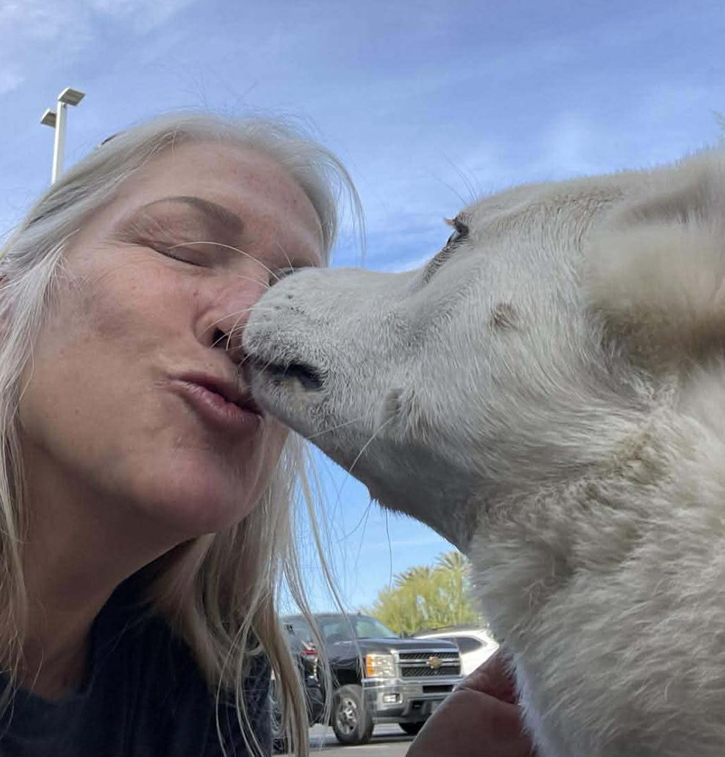 Enlarge Dash, a ADOPTABLE mixed breed in Scottsdale, AZ image 2/6