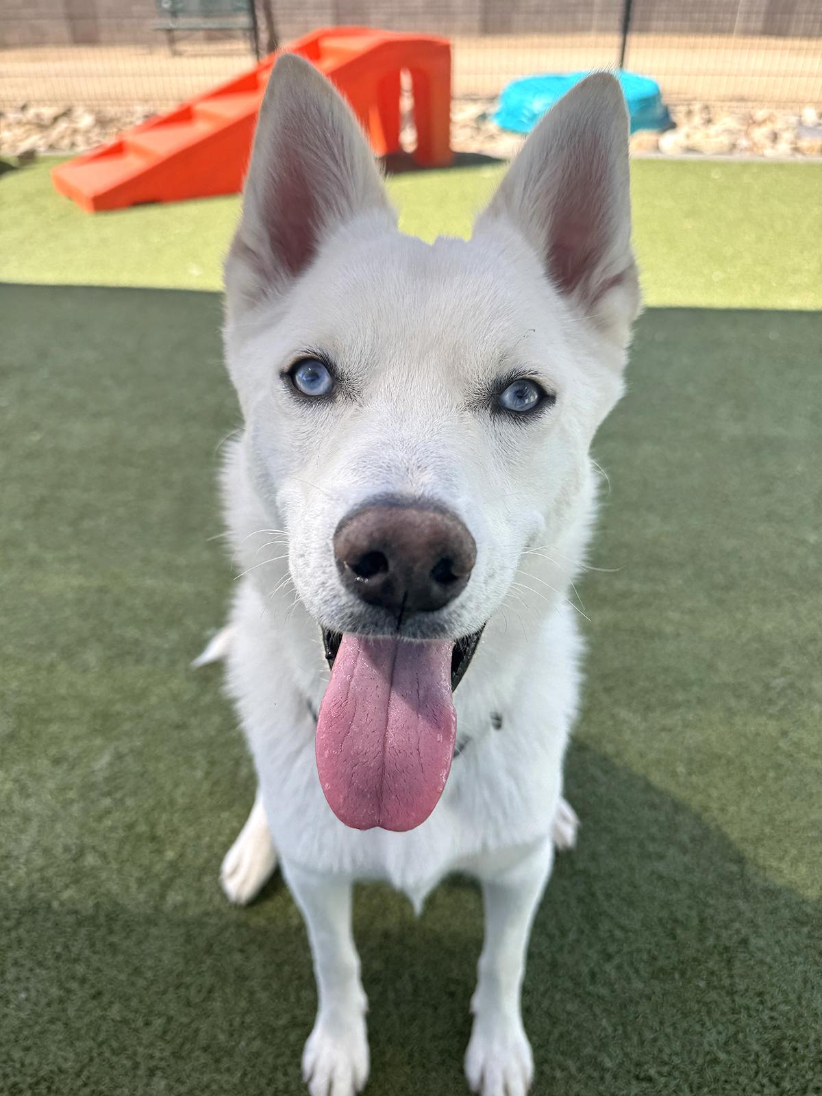 Dash, ADOPTABLE, Young Male Siberian Husky & Husky.
