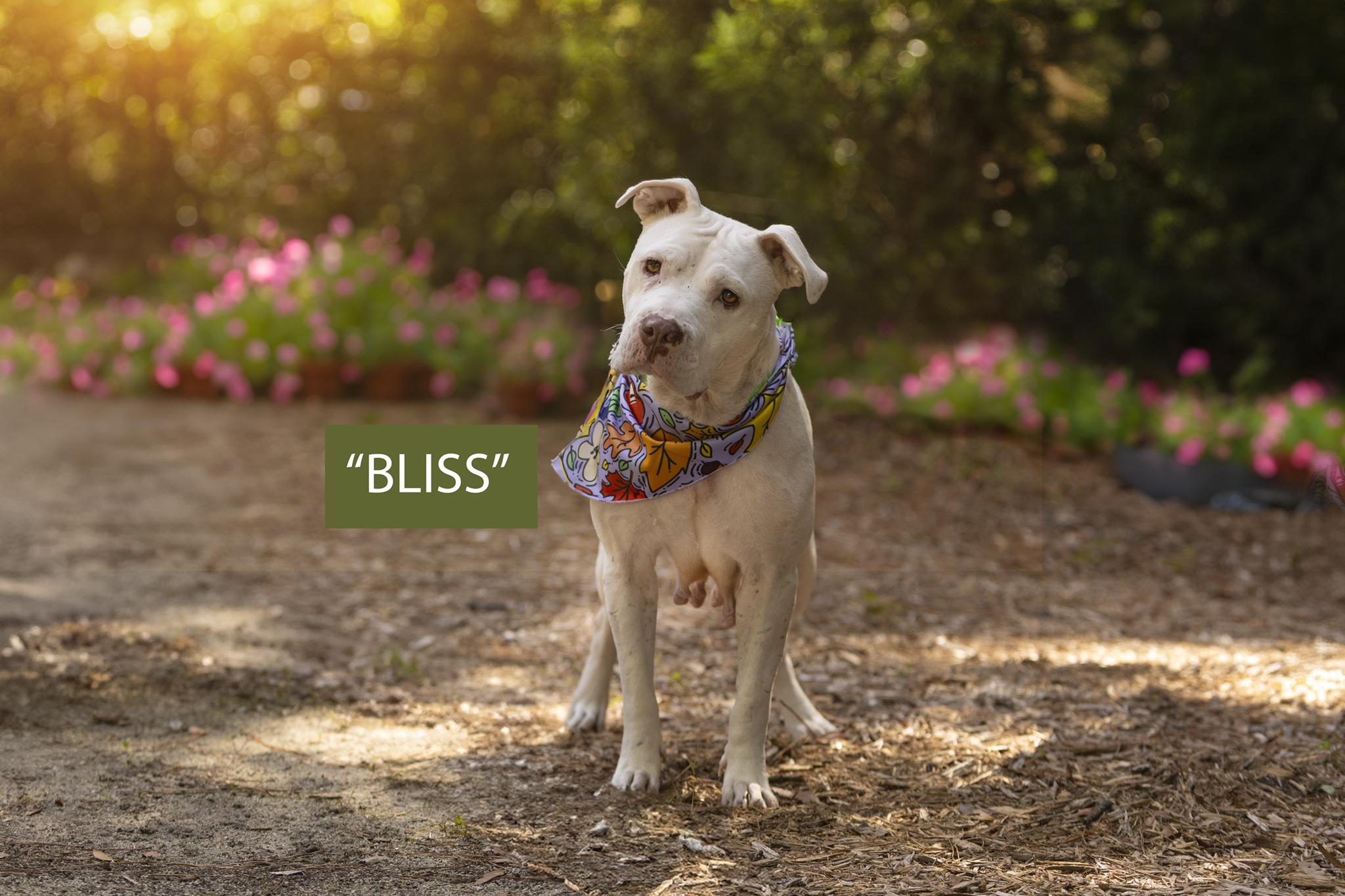 Bliss, a Adoptable mixed breed in Pawleys Island, SC image 3/5